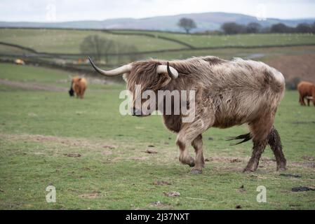 Schottische Highland-Kühe grasen in der Landschaft von Südwales Stockfoto