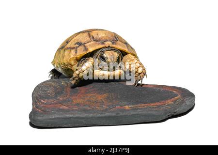 Kleine niedliche Schildkröte auf einem schwarzen flachen Stein auf einem weißen isolierten Hintergrund. Stockfoto