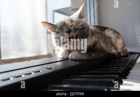 Lustige Katze liegt mit geschlossenen Augen auf dem Klavier und gähnt, wie singend, in den Strahlen der warmen Sonne. Stockfoto