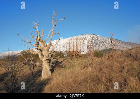 Toter Eichenbaum und Besen verdreht gegen den Ätna, Sizilien Stockfoto