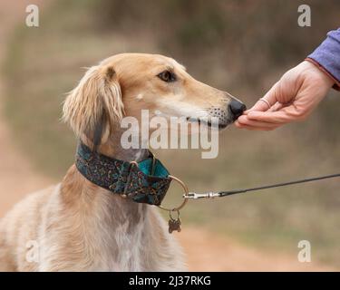 Training eines saluki Hundes mit Leckerbissen Stockfoto