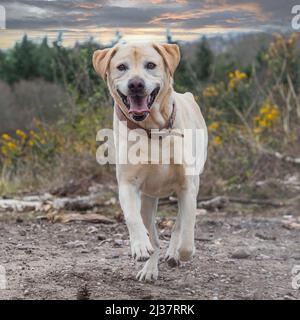 Labrador Retriever gelb Stockfoto