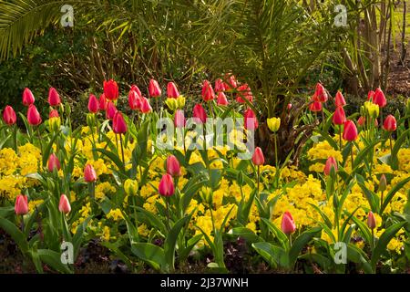Rote Tulpen unterpflanzt mit gelber Primula in Regents Park, London Stockfoto