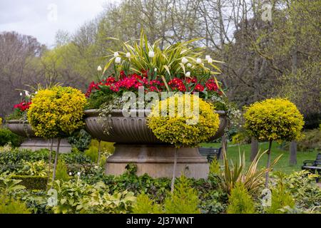Rote Primula und weiße Tulpen in einer Steinurne, umgeben von kugelförmigem Euonymus japonica im Regents Park, London Stockfoto