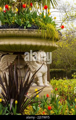 Eine Tulpendarstellung rund um die Griffin Tazza - Lion Vase im Regents Park, London Stockfoto