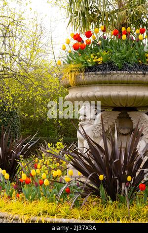 Eine Tulpendarstellung rund um die Griffin Tazza - Lion Vase im Regents Park, London Stockfoto