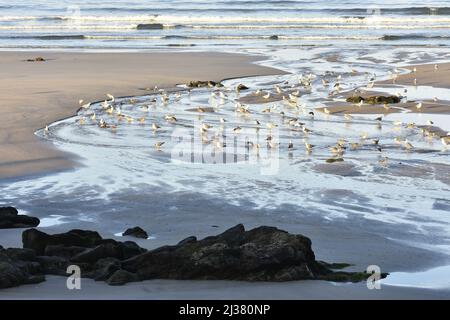 Möwen am Ufer, Strand Praia de Matosinhos in der Nähe von Porto Portugal. Stockfoto