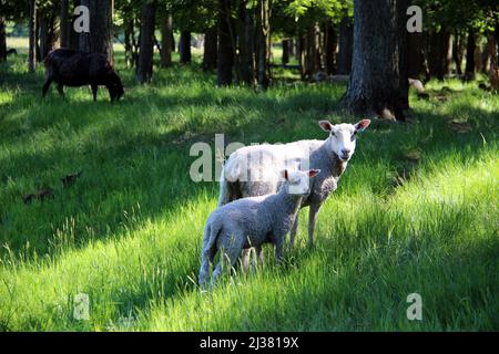 Ein weibliches Schaf und ihr Lamm genießen das grüne Gras, den Schatten und die Sonne auf einem Bauernhof in Schweden Stockfoto