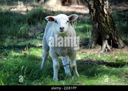 Ein Lamm, das auf einer Farm mit grünem Gras und einem Baum im Hintergrund in die Kamera blickt. Stockfoto