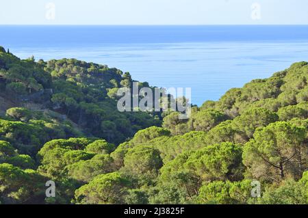 Hügel mit Pinien (Pinus pinea), Mittelmeerküste Katalonien Spanien. Stockfoto