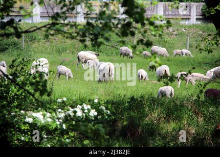 Eine Herde weißer Schafe, die auf grünem Gras grasen, mit einer Eiche und Wildblumen im Vordergrund. Stockfoto