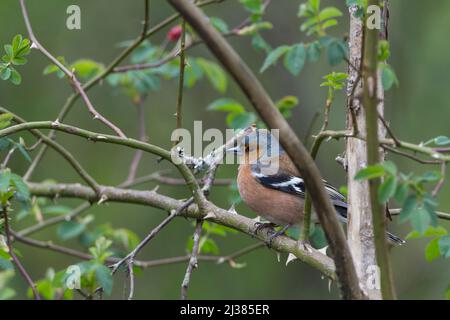 Buchfink Männchen (Fringilla coelebs) Frühlingsgefieder rötlich-rosa Gesicht und Unterteile blaue Krone Kastanien Rücken weißen Schulterpatch und Flügelstange im Baum Stockfoto