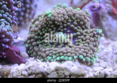 Ricordea Florida Pilz. Weiche Korallen aus Florida kosten. Fotos aus dem Salzwasser-Rifftank Stockfoto