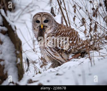 Barred Owl, Strix Varia, auf verschneiten Boden mit einer Wühlmaus in seinem blutigen Schnabel, nachdem sie sie gefangen. Stockfoto