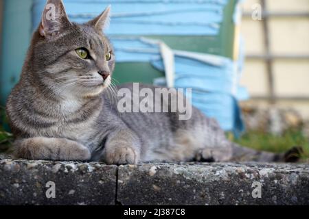 Eine Nahaufnahme einer grimmigen grauen Katze, die draußen auf dem Boden liegt Stockfoto