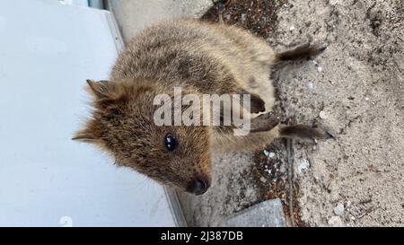 Eine vertikale Nahaufnahme eines Quokka- oder Kurzschwanzwallabys (Setonix brachyurus) auf Rottnest Island, Westaustralien Stockfoto