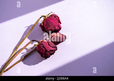 Verwelken rote Rosen auf dem lila Hintergrund Stockfoto