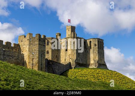 Warkworth Castle und Daffodils im Frühling, Northumberland Coast Path, England Stockfoto