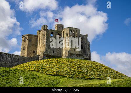 Warkworth Castle und Daffodils im Frühling, Northumberland Coast Path, England Stockfoto