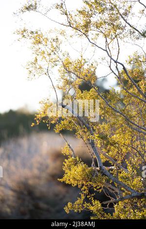 Die kleinen gelben Blätter eines Baumes in der Wüstenlandschaft werden im Jumbo Rocks Campground im Joshua Tree National Park von der untergehenden Sonne beleuchtet. Stockfoto