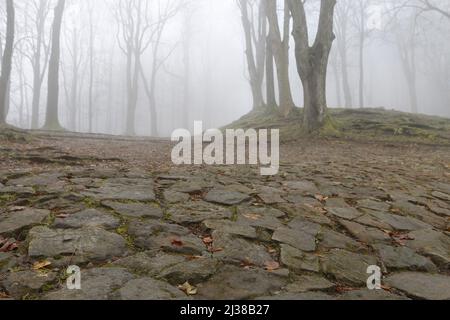 Bäume auf einer Gasse in Nebel gehüllt. Herbstlandschaft Stockfoto