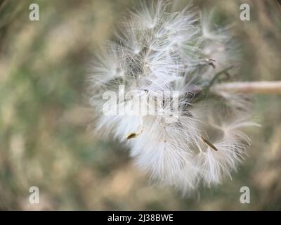 Eine selektive Fokusaufnahme eines halbgeblasenen Dandelions Stockfoto