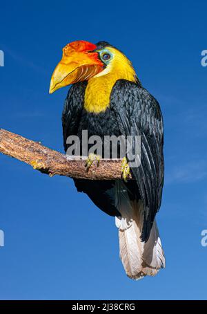 Faltiger Hornbill, Sunda faltiger Hornbill oder Aceros sitzen auf einem Ast gegen den blauen Himmel Stockfoto