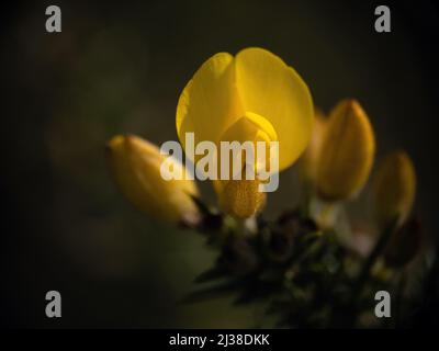 Detail der gelben Blume des Gorse-Busches - Ulex Europaeus. Dunkle Nahaufnahme mit geringer Schärfentiefe. Stockfoto