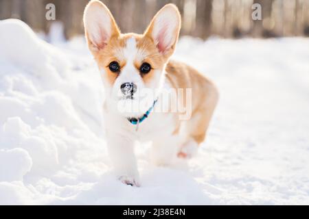 corgi Hund auf Schnee in der Winterlandschaft Stockfoto