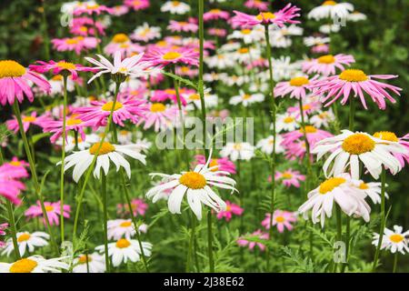 Mehrfarbige Gänseblümchen im Sommer im Garten Stockfoto