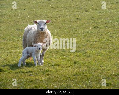 Eine Easyccare Rasse Mutterschafe und ihr neugeborenes Lamm. Mit Copyspace. Stockfoto