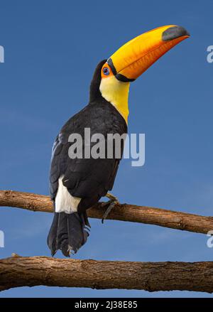 Toco-Tukan auf Ast gegen den blauen Himmel. Karlsruhe, Deutschland, Europa Stockfoto