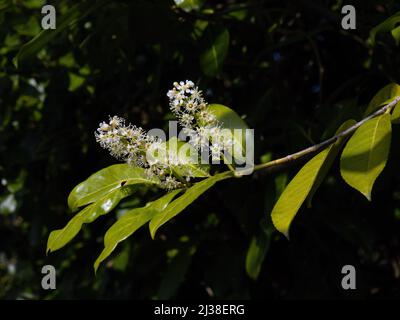 Gemeiner Lorbeer Prunus laurocerasus schöne Blumen, Nahaufnahme Detail. Stockfoto