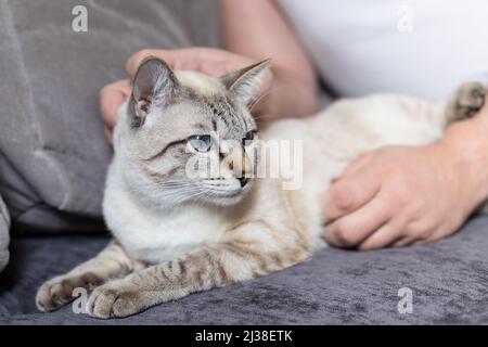 Mann, der sich zu Hause mit einer schönen tabby Katze ausruhte Stockfoto