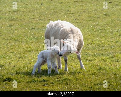 Eine Easycee Rasse ewe nuzzelt ihr neugeborenes Lamm, nur wenige Stunden alt. Stockfoto