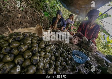 Bogor, Indonesien. 05. April 2022. Eine Frau, die am 6. April eine Zuckerpalmfrucht namens Kolang Kaling in Rumpin, Bogor, West-Java, Indonesien, anstellt, 2022. Die Palmzucker-Frucht ist eine der beliebtesten Vorspeisen und wird während des heiligen muslimischen Monats Ramadan wegen ihres hohen Zuckergehalts leicht gefunden. (Foto von Andi M Ridwan/INA Photo Agency/Sipa USA) Quelle: SIPA USA/Alamy Live News Stockfoto