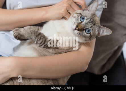 Frau ruht sich mit entzückenden tabby Katze zu Hause aus. Stockfoto