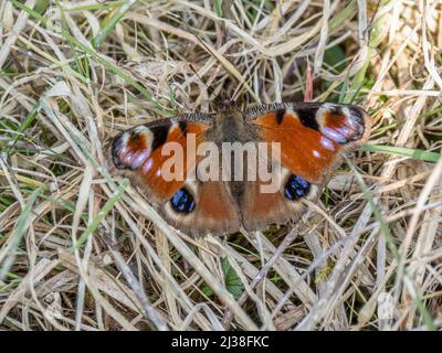 Überwintern schäbiger Pfau butterly, Großbritannien. Inachis io. Stockfoto