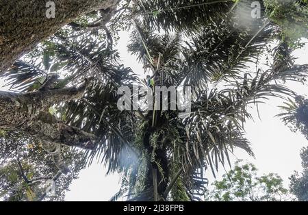 Bogor, Indonesien. 05. April 2022. Ein Mann klettert am 6. April auf eine Palme, um in Rumpin, Bogor, West Java, Indonesien, die Zuckerpalmenfrucht Kolang Kaling zu pflücken. 2022. Die Palmzucker-Frucht ist eine der beliebtesten Vorspeisen und wird während des heiligen muslimischen Monats Ramadan wegen ihres hohen Zuckergehalts leicht gefunden. (Foto von Andi M Ridwan/INA Photo Agency/Sipa USA) Quelle: SIPA USA/Alamy Live News Stockfoto