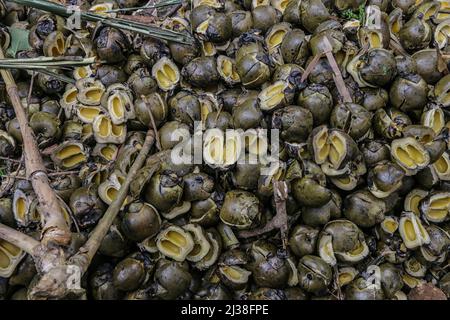 Bogor, Indonesien. 05. April 2022. Zuckerpalmfrüchte namens Kolang Kaling in Rumpin, Bogor, West-Java, Indonesien, am 6. April 2022. Die Palmzucker-Frucht ist eine der beliebtesten Vorspeisen und wird während des heiligen muslimischen Monats Ramadan wegen ihres hohen Zuckergehalts leicht gefunden. (Foto von Andi M Ridwan/INA Photo Agency/Sipa USA) Quelle: SIPA USA/Alamy Live News Stockfoto