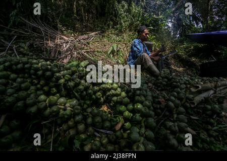 Bogor, Indonesien. 05. April 2022. Ein Mann sammelt am 6. April in Rumpin, Bogor, West-Java, Indonesien, eine Zuckerpalmfrucht namens Kolang Kaling. 2022. Die Palmzucker-Frucht ist eine der beliebtesten Vorspeisen und wird während des heiligen muslimischen Monats Ramadan wegen ihres hohen Zuckergehalts leicht gefunden. (Foto von Andi M Ridwan/INA Photo Agency/Sipa USA) Quelle: SIPA USA/Alamy Live News Stockfoto