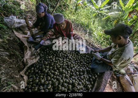 Bogor, Indonesien. 05. April 2022. Bewohner, die am 6. April eine Zuckerpalmfrucht namens Kolang Kaling in Rumpin, Bogor, West-Java, Indonesien, verarbeiten, 2022. Die Palmzucker-Frucht ist eine der beliebtesten Vorspeisen und wird während des heiligen muslimischen Monats Ramadan wegen ihres hohen Zuckergehalts leicht gefunden. (Foto von Andi M Ridwan/INA Photo Agency/Sipa USA) Quelle: SIPA USA/Alamy Live News Stockfoto