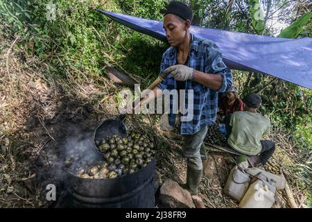 Bogor, Indonesien. 05. April 2022. Ein Mann kocht am 6. April in Rumpin, Bogor, West-Java, Indonesien, eine Zuckerpalmfrucht namens Kolang Kaling. 2022. Die Palmzucker-Frucht ist eine der beliebtesten Vorspeisen und wird während des heiligen muslimischen Monats Ramadan wegen ihres hohen Zuckergehalts leicht gefunden. (Foto von Andi M Ridwan/INA Photo Agency/Sipa USA) Quelle: SIPA USA/Alamy Live News Stockfoto