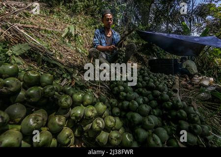 Bogor, Indonesien. 05. April 2022. Ein Mann sammelt am 6. April in Rumpin, Bogor, West-Java, Indonesien, eine Zuckerpalmfrucht namens Kolang Kaling. 2022. Die Palmzucker-Frucht ist eine der beliebtesten Vorspeisen und wird während des heiligen muslimischen Monats Ramadan wegen ihres hohen Zuckergehalts leicht gefunden. (Foto von Andi M Ridwan/INA Photo Agency/Sipa USA) Quelle: SIPA USA/Alamy Live News Stockfoto