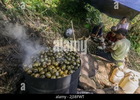 Bogor, Indonesien. 05. April 2022. Bewohner, die am 6. April eine Zuckerpalmfrucht namens Kolang Kaling in Rumpin, Bogor, West-Java, Indonesien, verarbeiten, 2022. Die Palmzucker-Frucht ist eine der beliebtesten Vorspeisen und wird während des heiligen muslimischen Monats Ramadan wegen ihres hohen Zuckergehalts leicht gefunden. (Foto von Andi M Ridwan/INA Photo Agency/Sipa USA) Quelle: SIPA USA/Alamy Live News Stockfoto