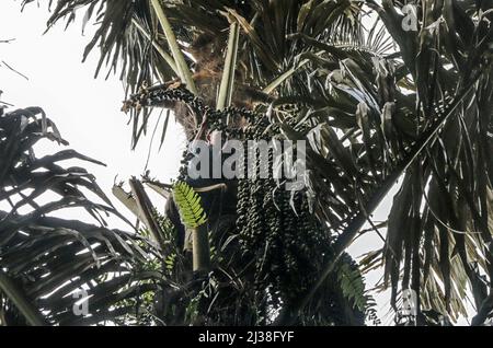 Bogor, Indonesien. 05. April 2022. Ein Mann klettert am 6. April auf eine Palme, um in Rumpin, Bogor, West Java, Indonesien, die Zuckerpalmenfrucht Kolang Kaling zu pflücken. 2022. Die Palmzucker-Frucht ist eine der beliebtesten Vorspeisen und wird während des heiligen muslimischen Monats Ramadan wegen ihres hohen Zuckergehalts leicht gefunden. (Foto von Andi M Ridwan/INA Photo Agency/Sipa USA) Quelle: SIPA USA/Alamy Live News Stockfoto