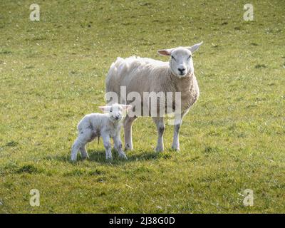 Eine Easyccare Rasse Mutterschafe und ihr neugeborenes Lamm. Stockfoto