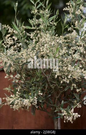 Olea europaea Europäische Olive Stockfoto