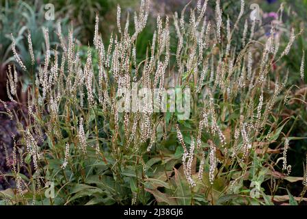 PERSICARIA AMPLEXICAULIS ALBA Stockfoto