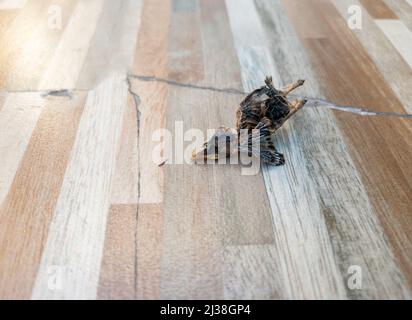 Der Leichnam eines getrockneten neugeborenen Vogels auf der Bodenfliese in der Nähe des Stadthauses, vom Nest auf dem Hausdach gefallen, Vorderansicht für den Kopierraum. Stockfoto